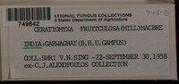 Ceratiomyxa fruticulosa var. fruticulosa image